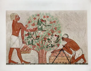 Hombres recogiendo higos, monos sentados en el árbol ...