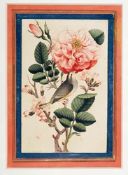 Rosa y Ruiseñor ...