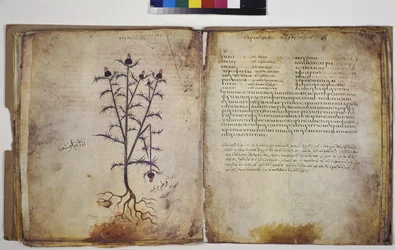 Dos páginas completas: estudio vegetal con inscripción