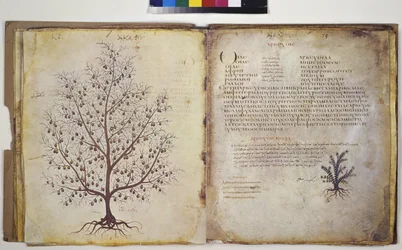 Dos páginas completas: estudio vegetal con inscripción