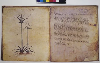 Dos páginas completas: estudio vegetal con inscripción