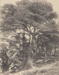 Groupe de Cèdres de Mt. Liban / [Grupo de Cedros, Monte Líbano].