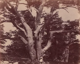 Monte Líbano. Tronco de uno de los cedros de Salomón