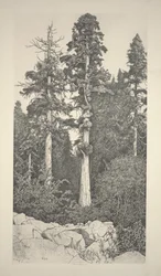 Bebé Sequoia