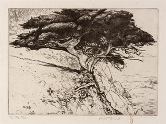 El árbol de los abanicos
