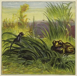 Rana y mosca