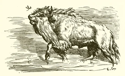 El mosquito y el toro