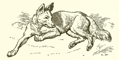El lobo con piel de oveja