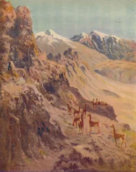 Guanaco, 1916