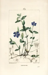 Pequeña Pervinca - Vinca minor, con flor, hoja, tallo, raíz y semilla. Grabado en cobre a mano coloreado por Lambert Junior de un dibujo de Ernestine Panckoucke de 