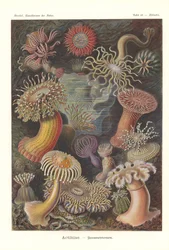Actiniae - Sea anemone, Pl.49, de "Kunstformen der Natur", grabado por Adolf Giltsch, publicado en 1904 (litografía en color)