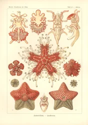 Asteridea - Sea Star, Pl.40. de "Kunstformen der Natur", grabado por Adolf Giltsch, publicado en 1904 (litografía en color)