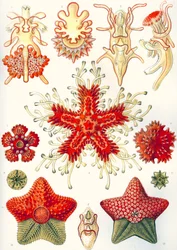 Asteridea "Formas artísticas de la naturaleza