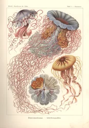 Discomedusae - Scheibenquallen, Pl. 8 de "Kunstformen der Natur", grabado por Adolf Giltsch, publicado en 1904 (litografía en color)