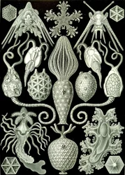 Ilustración de Amphoridea de "Kunstformen der Natur" 1904 (litografía)