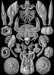 Ilustración de Cirripedia de "Kunstformen der Natur" 1904 (litografía)
