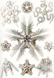 Formas de arte de la naturaleza