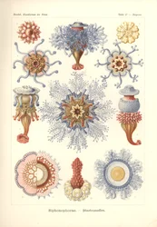 Siphonophorae - Jelly Fish, de "Kunstformen der Natur", grabado por Adolf Giltsch, publicado en 1904 (litografía en color)