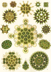 Variedades de Pediastrum de 