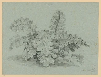Planta de acanto
