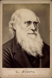 Charles Darwin, naturalista británico, c. 1860s-c. 1870s