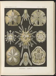 Echinidea: erizos y dólares de mar