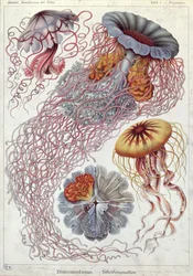 Medusa, de "Kunstformen der Natur" (Formas artísticas de la naturaleza)