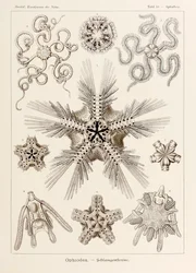 Lámina 10 Ophiothrix Ophiodea de "Kunstformen der Natur" (Formas de arte en la naturaleza) ilustrada por Ernst Haeckel (1834-1919)