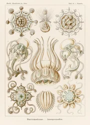 Lámina 16 Pegantha Narcomedusae de "Kunstformen der Natur" (Formas de arte en la naturaleza) ilustrada por Ernst Haeckel (1834-1919)