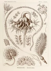 Lámina 19 Pennatula Pennatulida de "Kunstformen der Natur" (Formas de arte en la naturaleza) ilustrada por Ernst Haeckel (1834-1919)