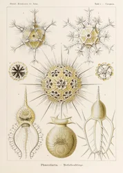 Lámina 1 Circogonia Phaeodaria de "Kunstformen der Natur" (Formas de arte en la naturaleza) ilustrada por Ernst Haeckel (1834-1919)