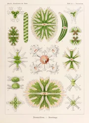 Lámina 24 Staurastrum Desmidiea de "Kunstformen der Natur" (Formas de arte en la naturaleza) ilustrada por Ernst Haeckel (1834-1919)