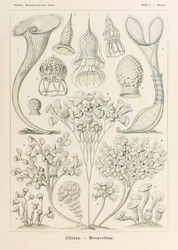 Lámina 3 Stentor Ciliata de "Kunstformen der Natur" (Formas de arte en la naturaleza) ilustrada por Ernst Haeckel (1834-1919)