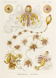 Lámina 7 Epibulia Siphonophorae de "Kunstformen der Natur" (Formas de arte en la naturaleza) ilustrada por Ernst Haeckel (1834-1919)