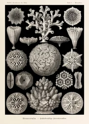 Lámina 9 Maeandrina Hexacoralla de "Kunstformen der Natur" (Formas de arte en la naturaleza) ilustrada por Ernst Haeckel (1834-1919)