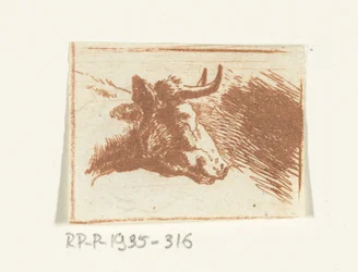 Cabeza de vaca a la derecha