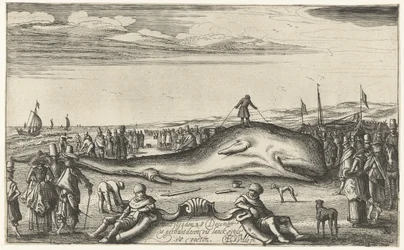 Cachalote varado en la playa de Noordwijk, 1614