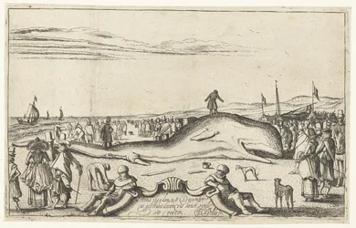Ballena varada en la playa de Noordwijk, 1614