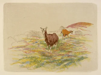 Cabras en el campo