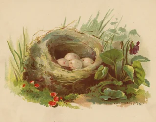 Nido de pájaros (cromolito)