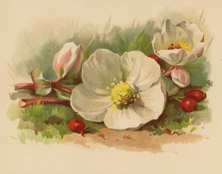 Rosa de Navidad y bayas (cromolito)