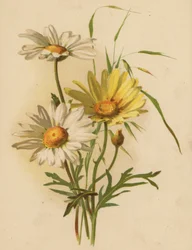 Margaritas (cromolito)