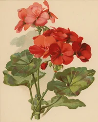 Geranio (cromolito)