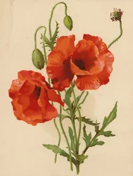 Amapolas (cromolito)