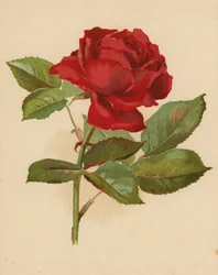 Rosa de jardín roja (cromolito)