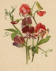 Guisantes dulces (chromolitho)