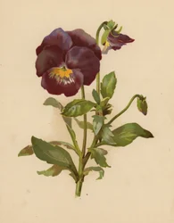 El Pensamiento (chromolitho)