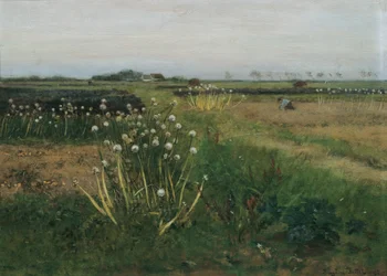 Campo de cebolla floreciente