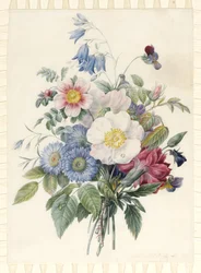 Ásteres azules, híbrido de Rosa Spinosissima, campanilla, violas, clavel y una rosa silvestre, 1820
