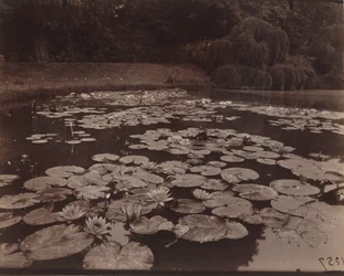 Nympheas (Bagatelle),1925 (foto)